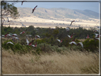 foto Flora e Fauna Australiana